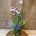 Miltonia - Imagen 1