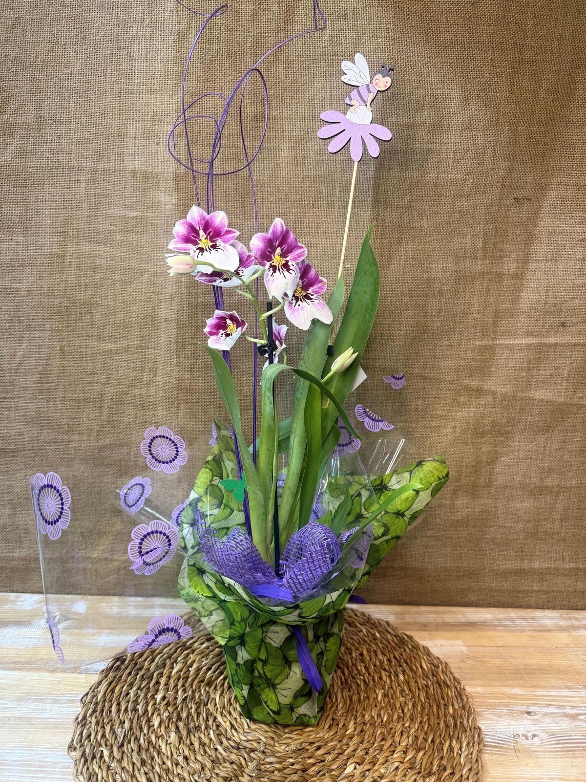 Miltonia - Imagen 2