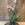 Miltonia - Imagen 2