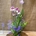 Miltonia - Imagen 2