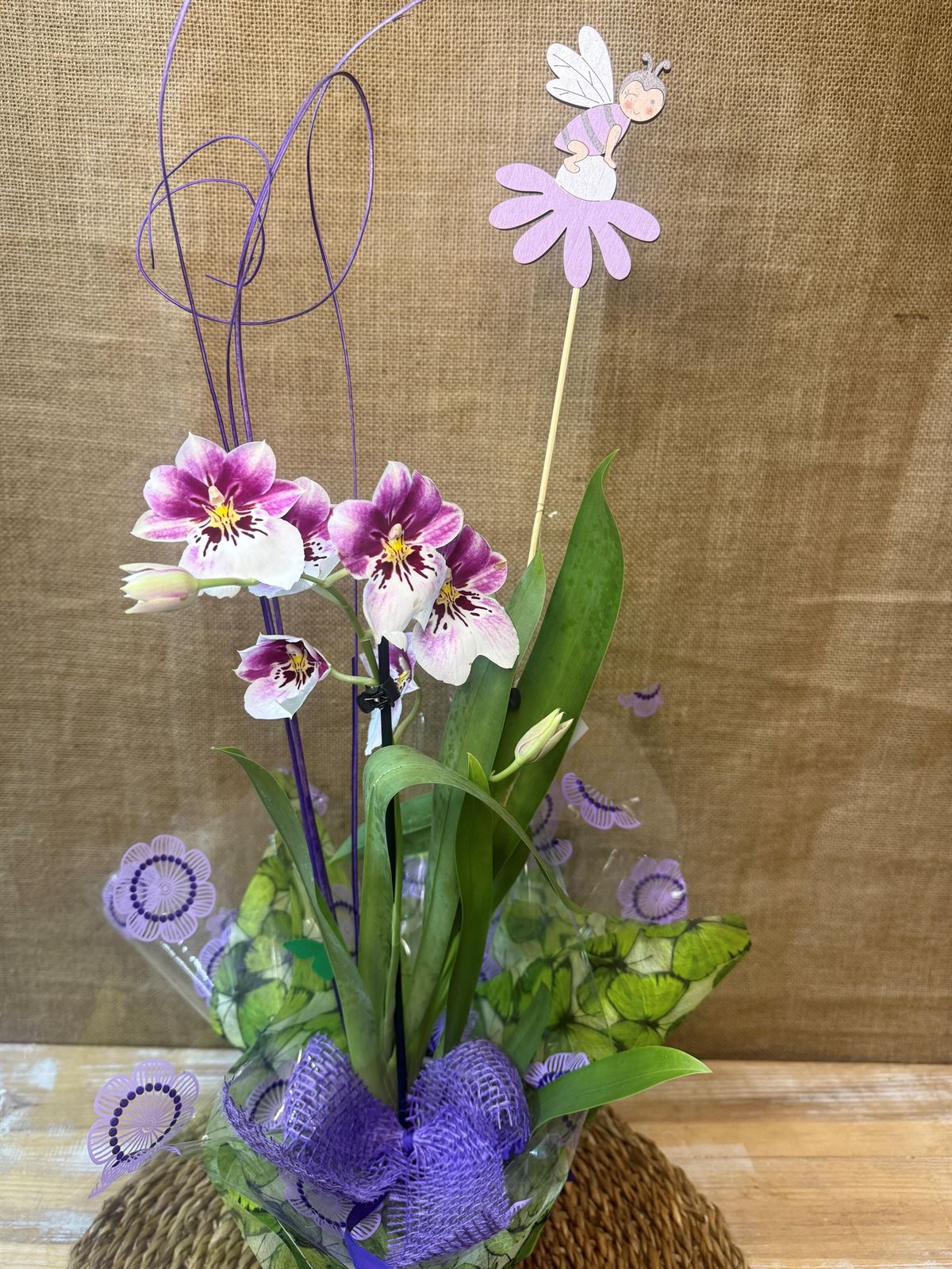 Miltonia - Imagen 3