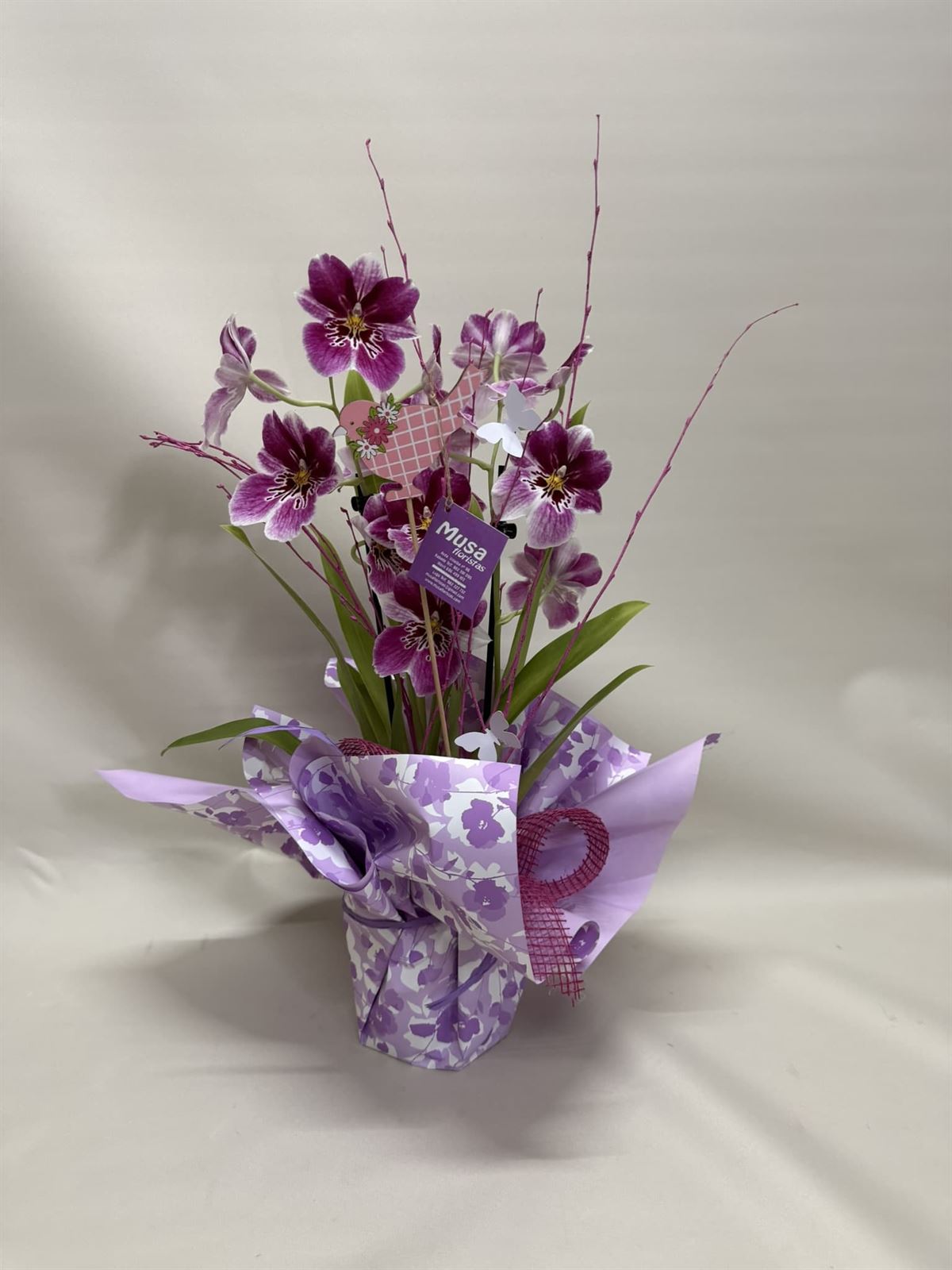 Miltonia - Imagen 1
