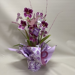 Miltonia - Imagen 1