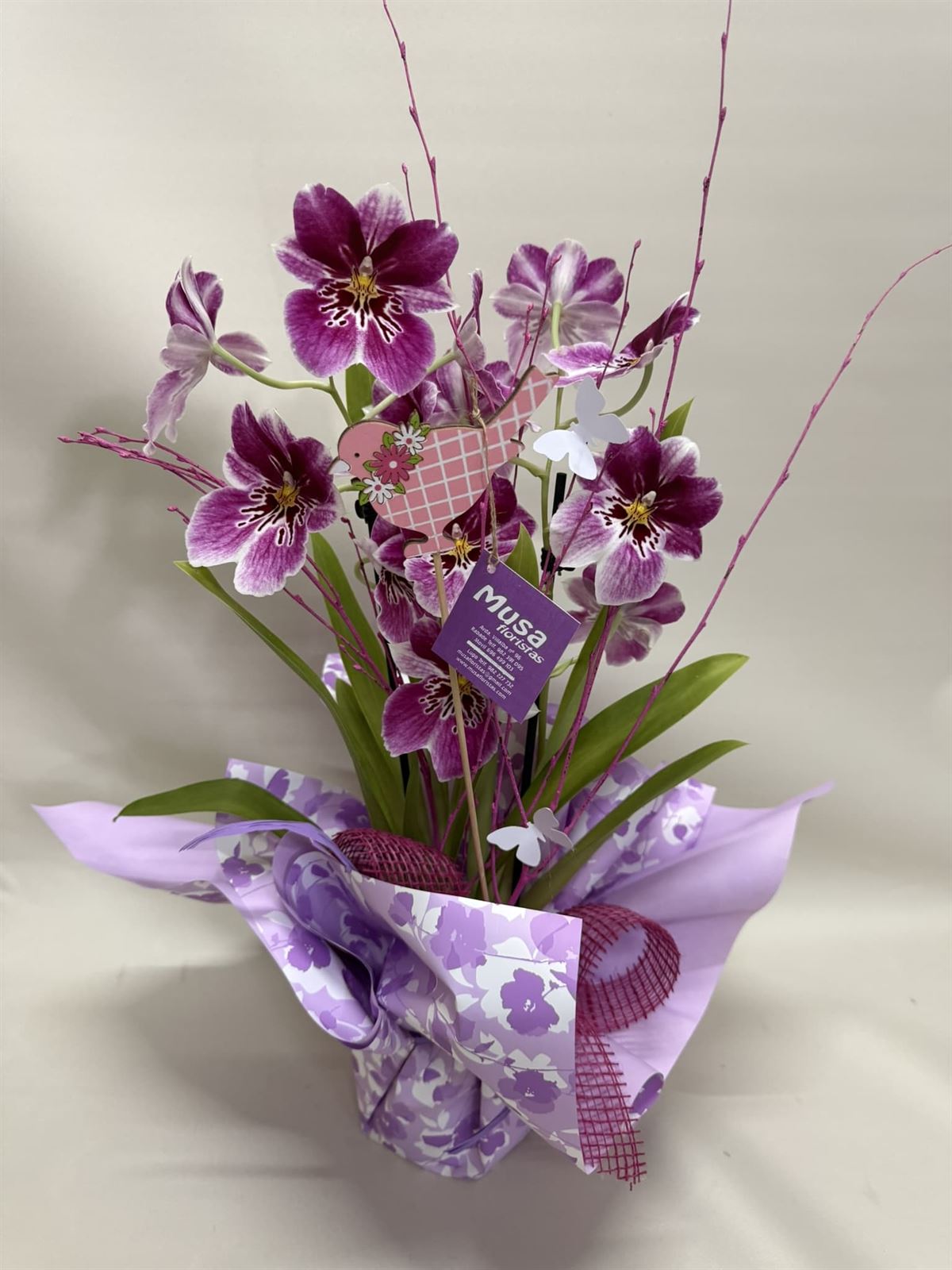 Miltonia - Imagen 2
