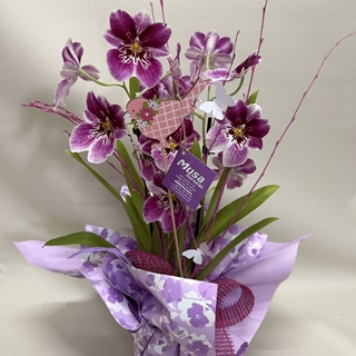 Miltonia - Imagen 2