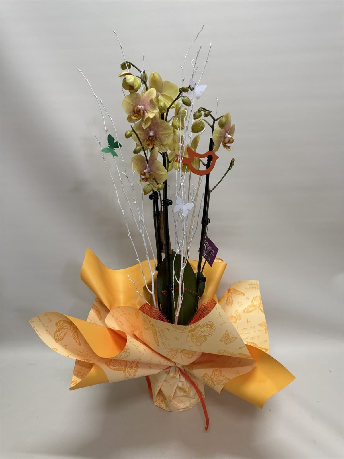 Orquídea amarilla - Imagen 1