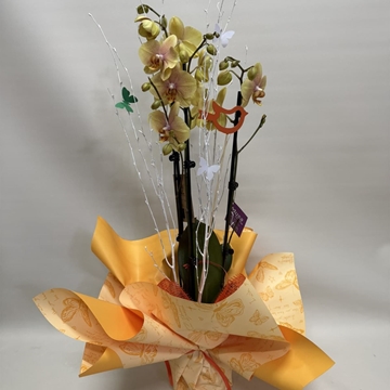 Orquídea amarilla - Imagen 1