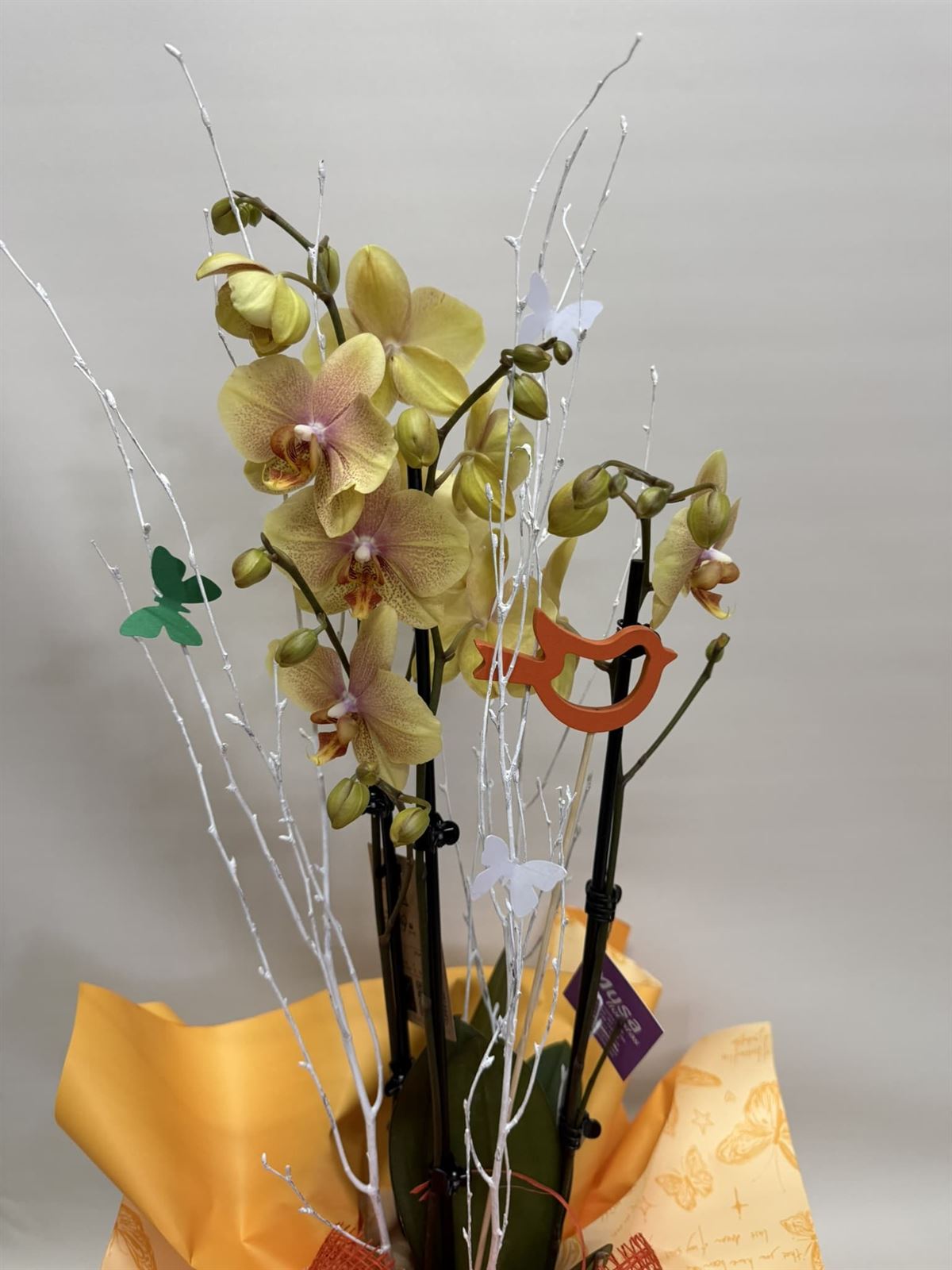 Orquídea amarilla - Imagen 2