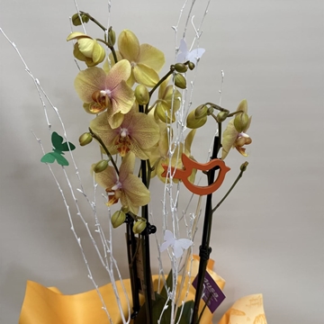 Orquídea amarilla - Imagen 2