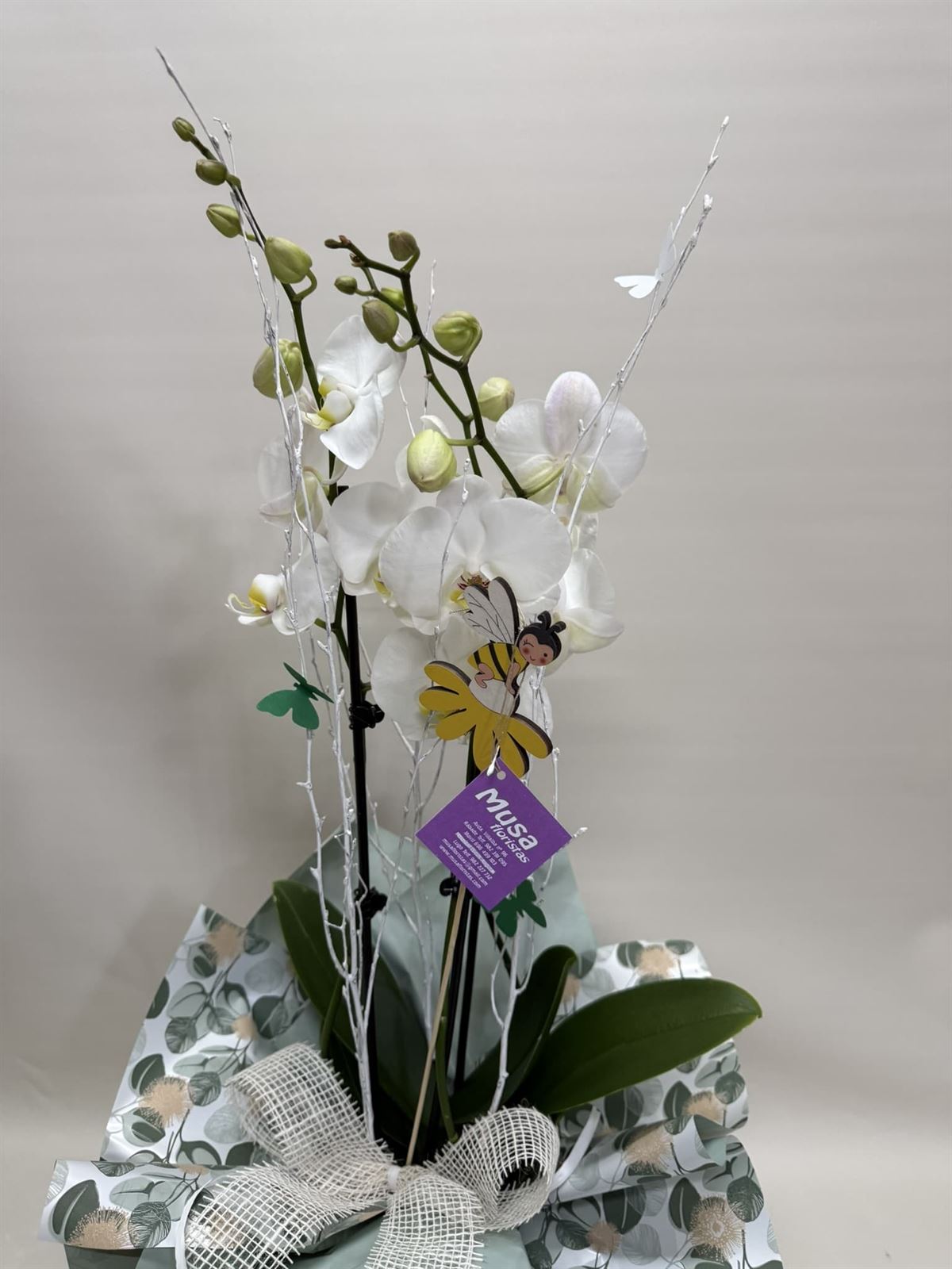 Orquídea blanca - Imagen 1
