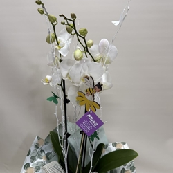 Orquídea blanca - Imagen 1