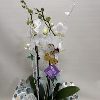 Orquídea blanca - Imagen 1