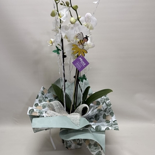 Orquídea blanca - Imagen 2