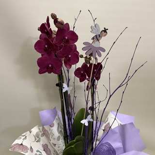 Orquídea fucsia - Imagen 2