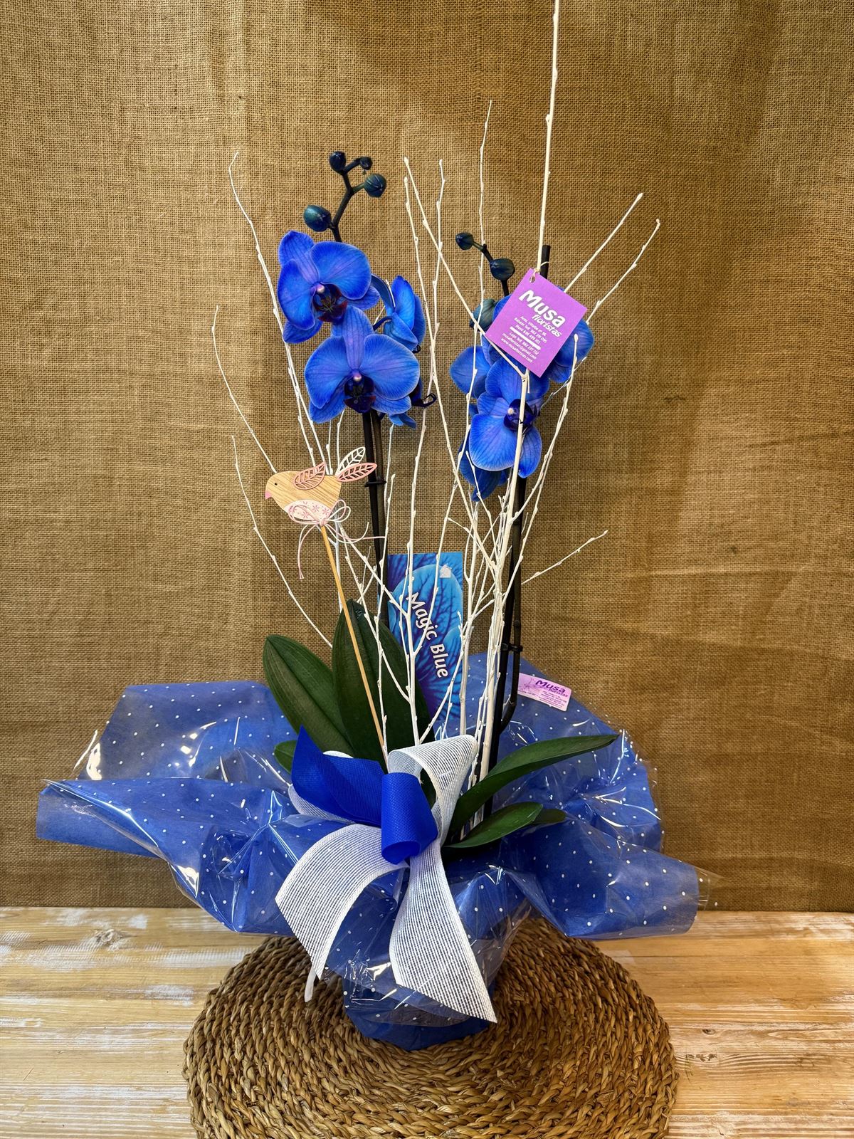 Phalaenopsis azul - Imagen 1