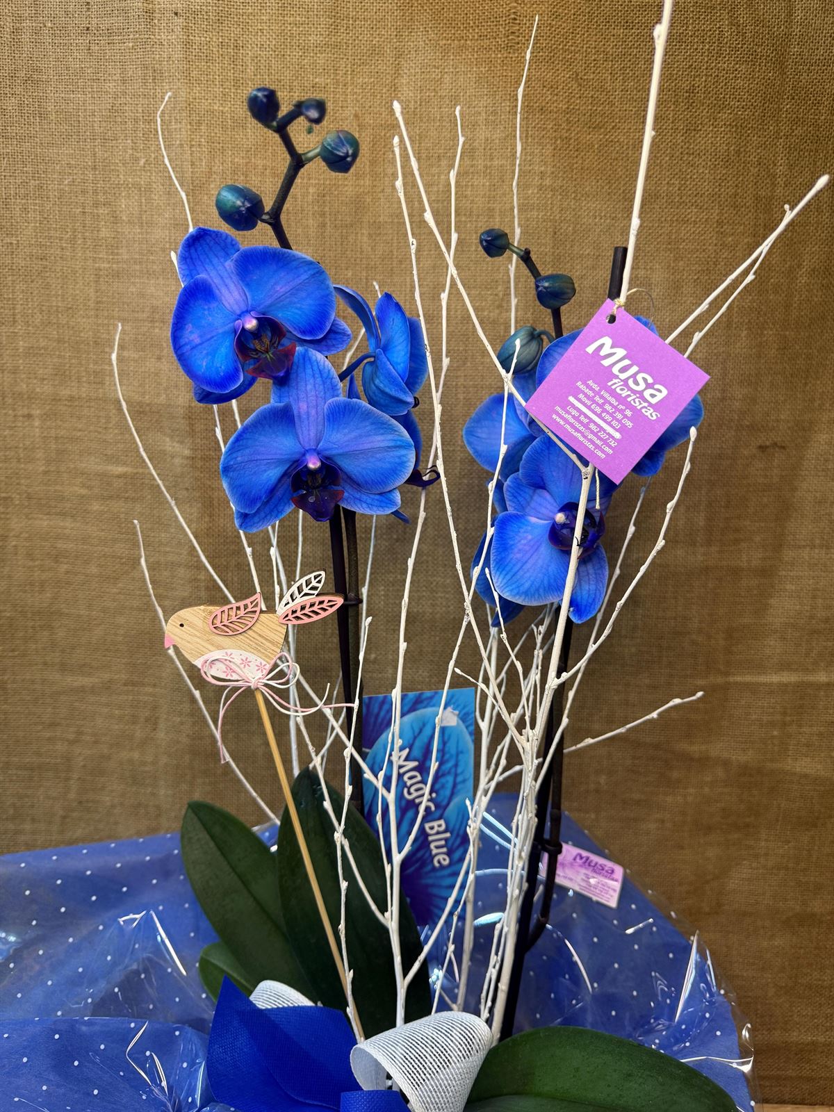 Phalaenopsis azul - Imagen 2