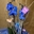 Phalaenopsis azul - Imagen 2