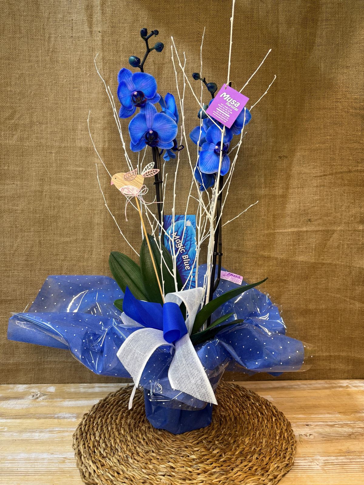 Phalaenopsis azul - Imagen 3
