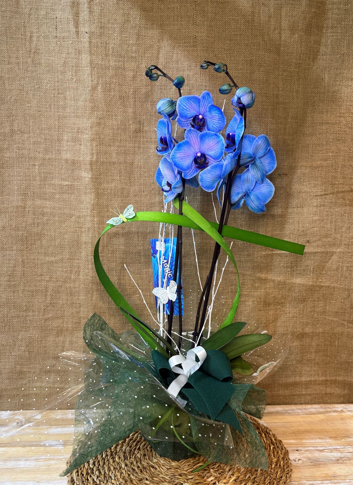 Phalaenopsis azul - Imagen 1