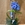 Phalaenopsis azul - Imagen 1