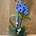 Phalaenopsis azul - Imagen 1