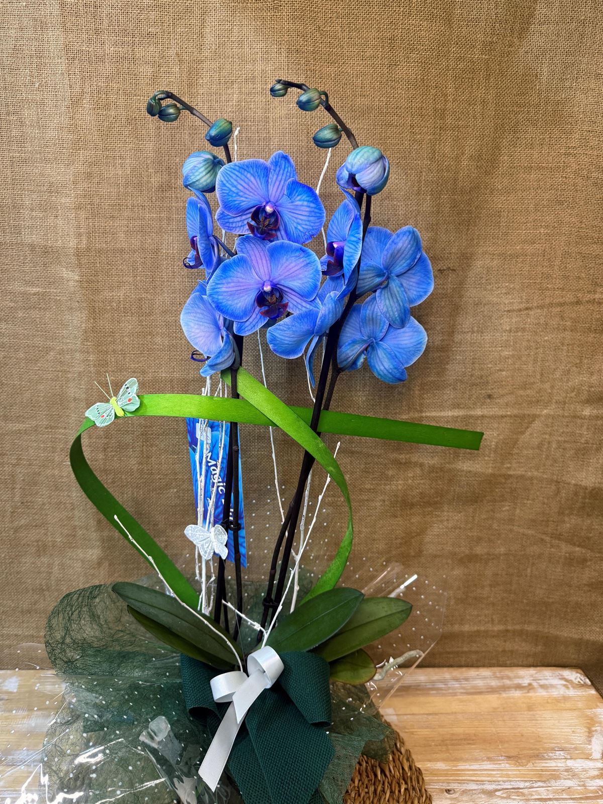 Phalaenopsis azul - Imagen 2