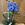 Phalaenopsis azul - Imagen 2