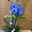 Phalaenopsis azul - Imagen 2