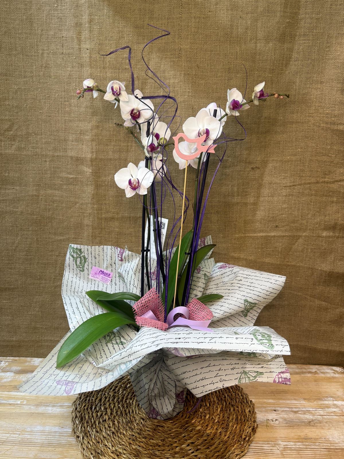 Phalaenopsis blanca con centro fucsia - Imagen 1
