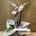 Phalaenopsis blanca con centro fucsia - Imagen 1