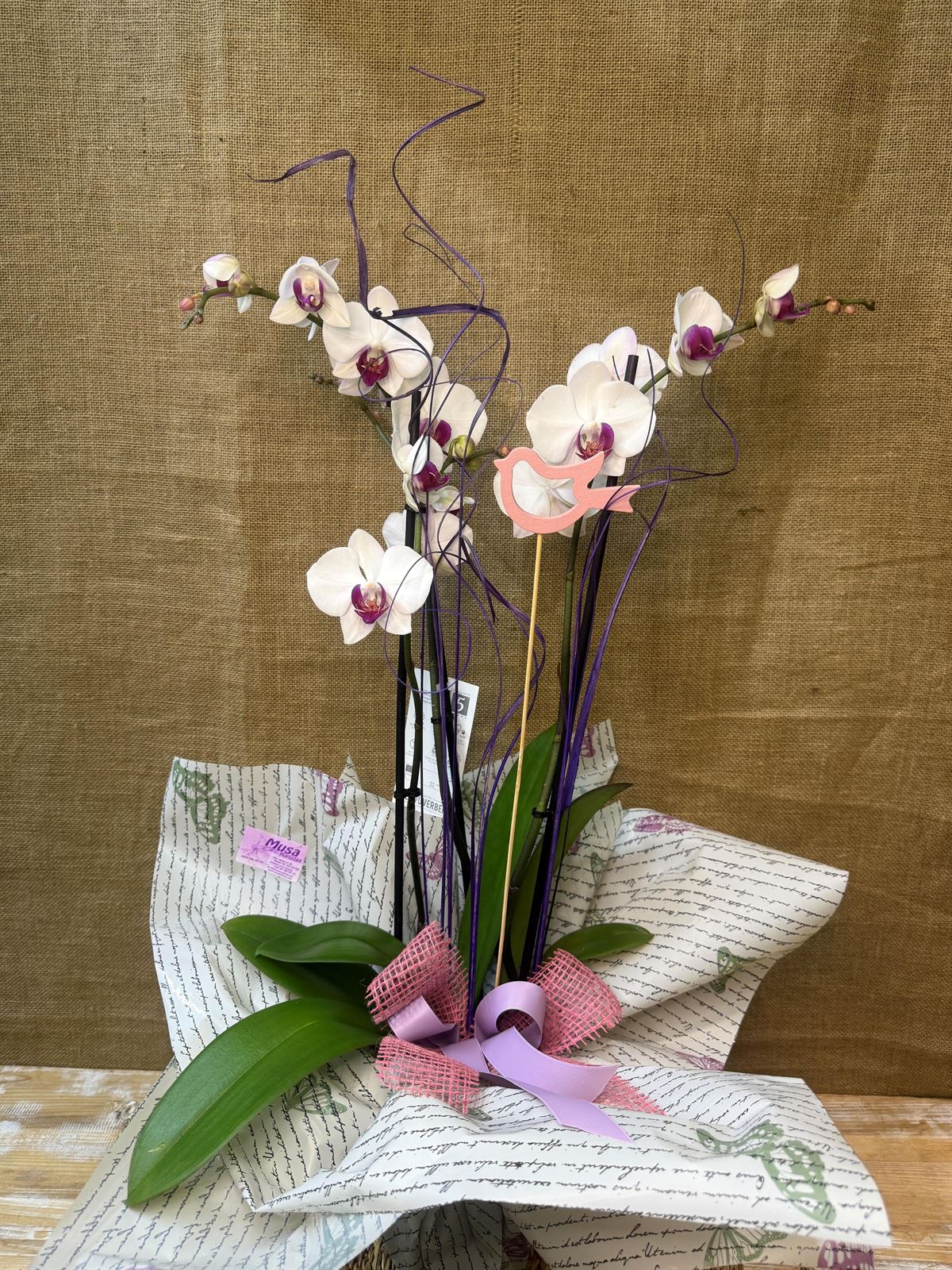 Phalaenopsis blanca con centro fucsia - Imagen 2