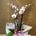Phalaenopsis blanca con centro fucsia - Imagen 2