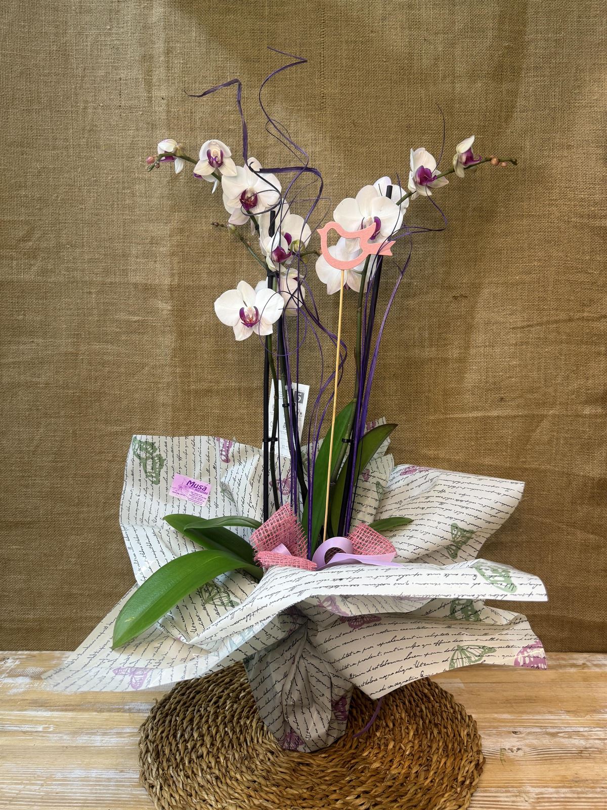 Phalaenopsis blanca con centro fucsia - Imagen 3