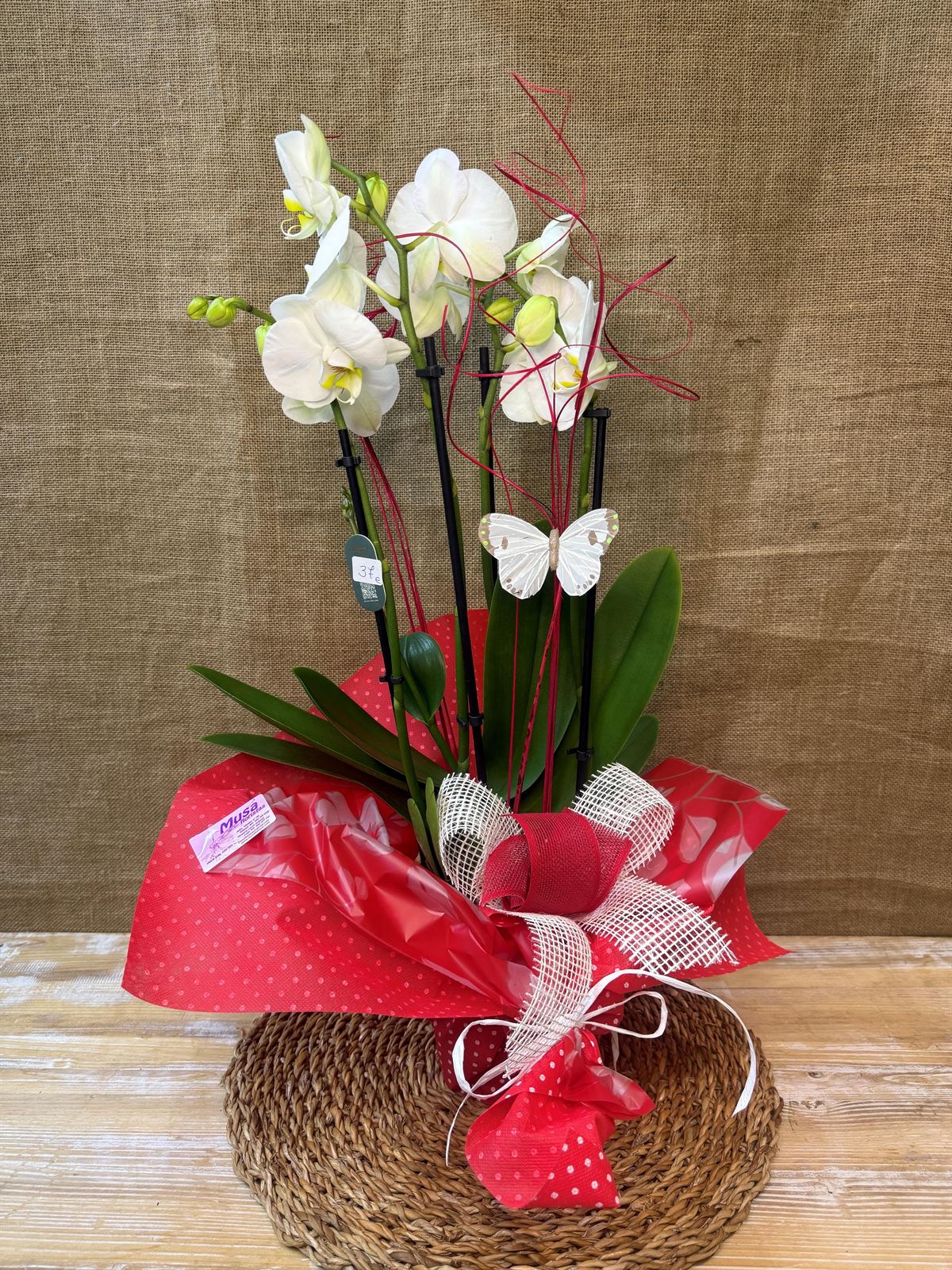 Phalaenopsis blanca de 5 varas - Imagen 1