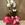 Phalaenopsis blanca de 5 varas - Imagen 1