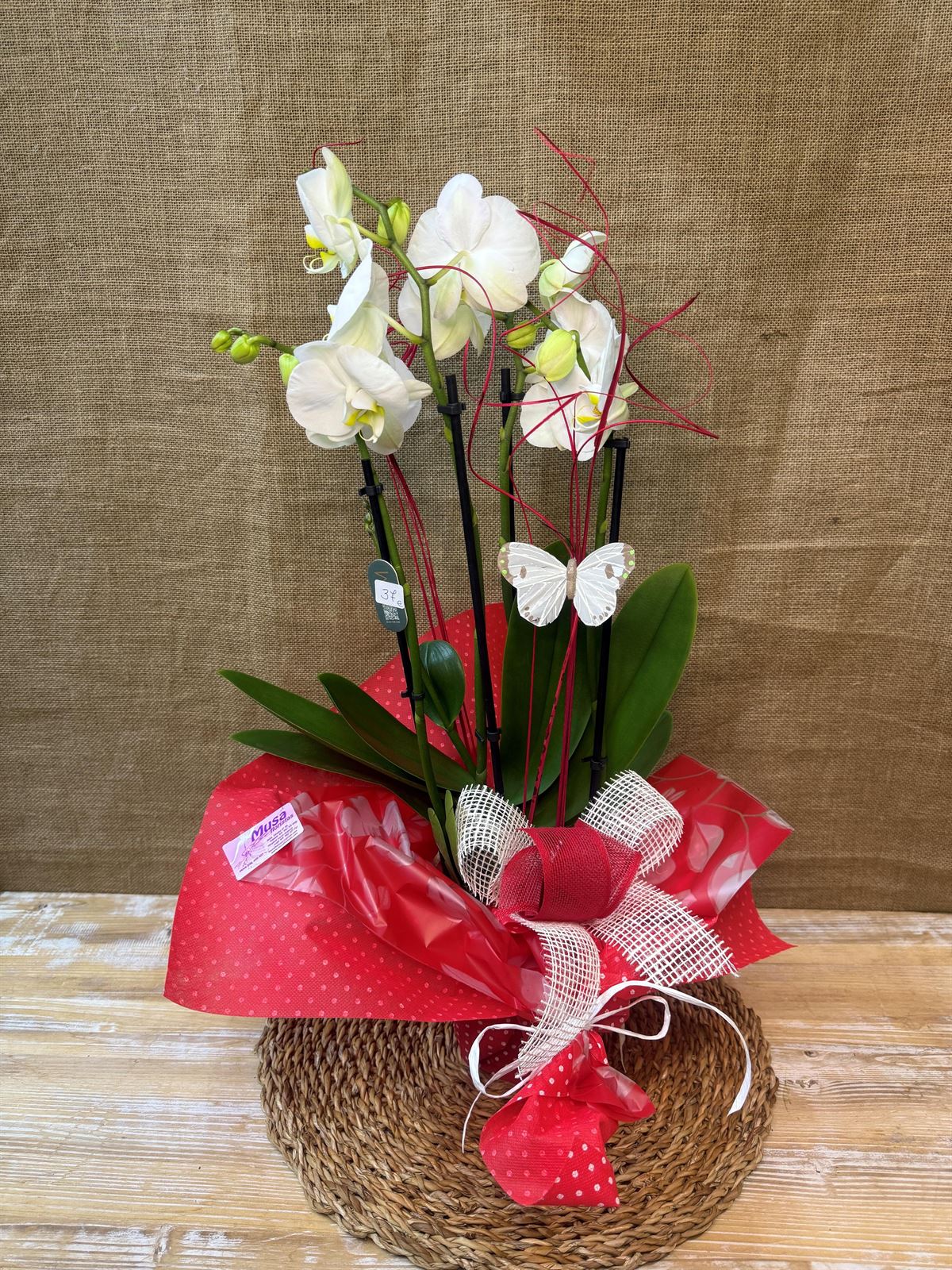 Phalaenopsis blanca de 5 varas - Imagen 2