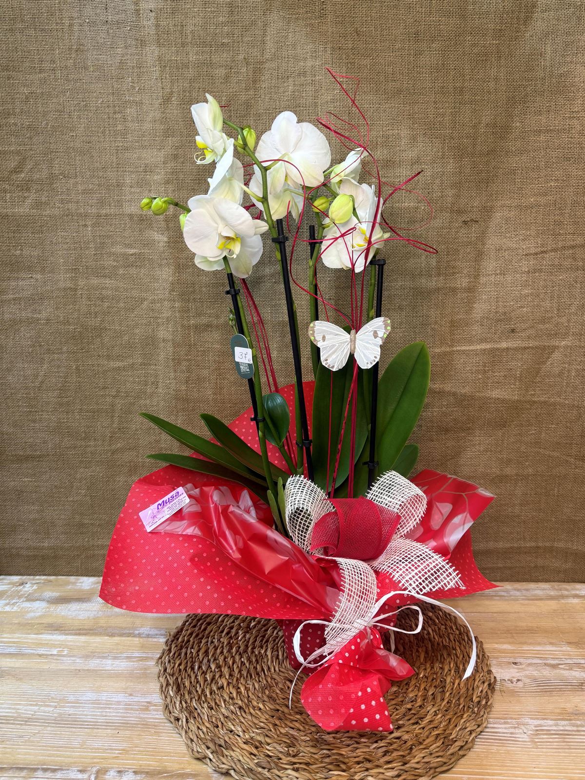 Phalaenopsis blanca de 5 varas - Imagen 3