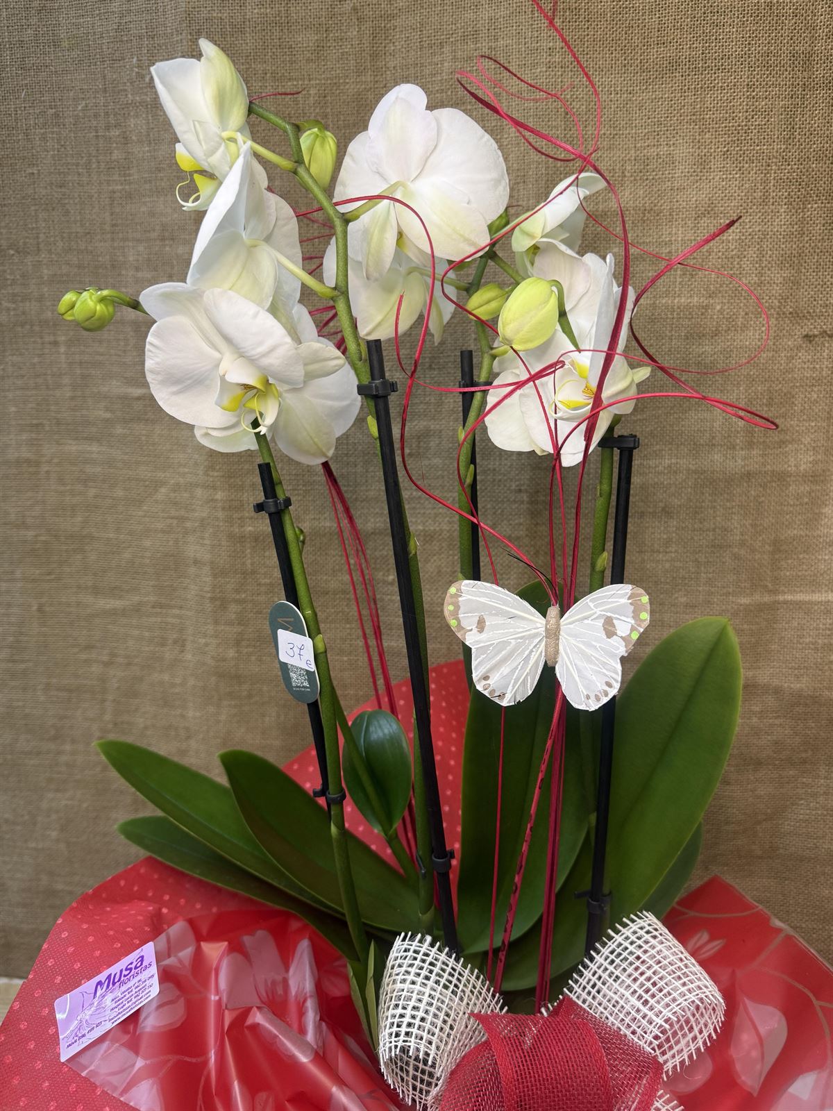 Phalaenopsis blanca de 5 varas - Imagen 4