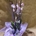 Phalaenopsis distintos colores - Imagen 1