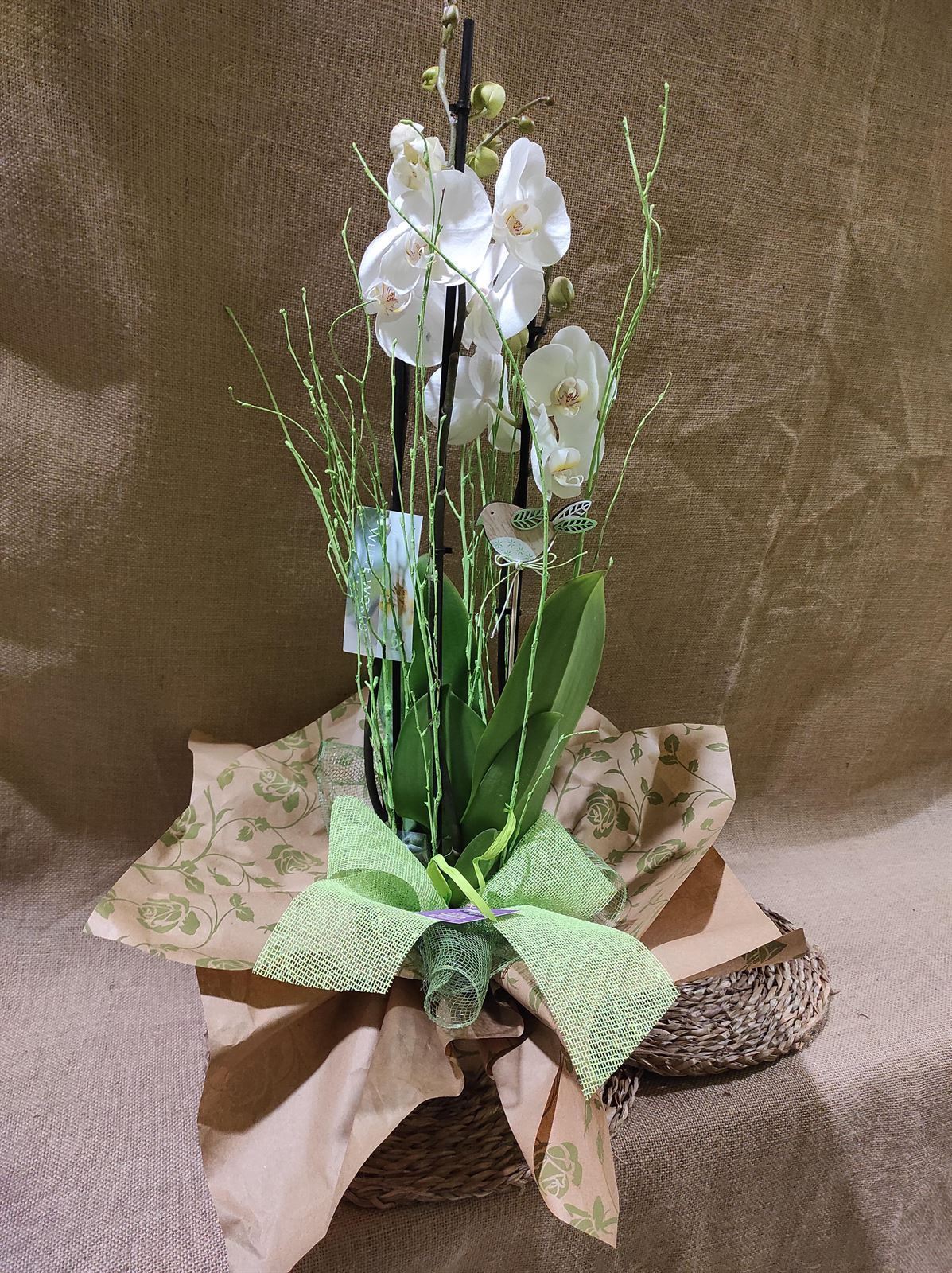 Phalaenopsis distintos colores - Imagen 2
