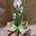 Phalaenopsis distintos colores - Imagen 2