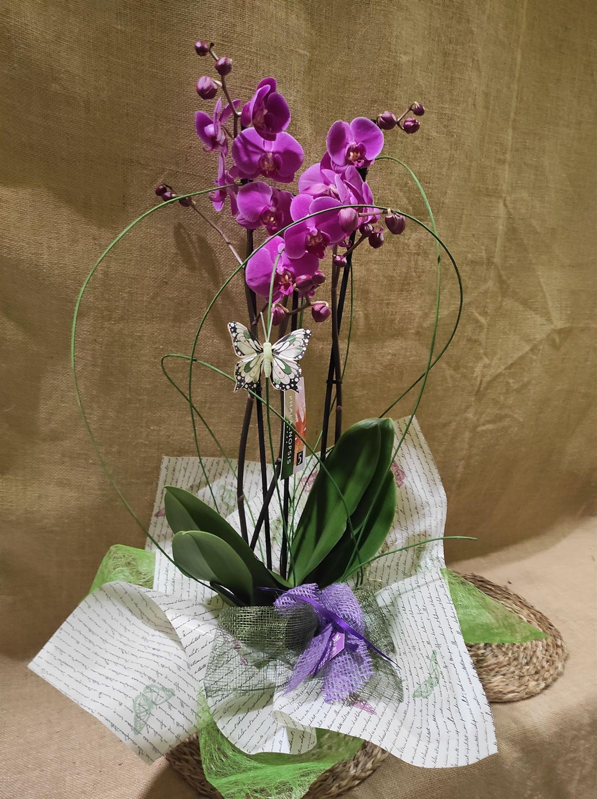 Phalaenopsis distintos colores - Imagen 3