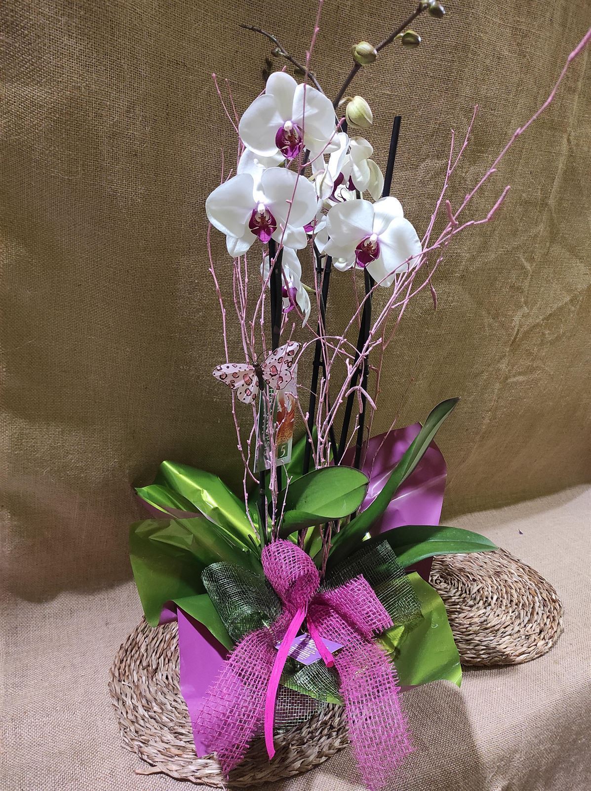 Phalaenopsis distintos colores - Imagen 4