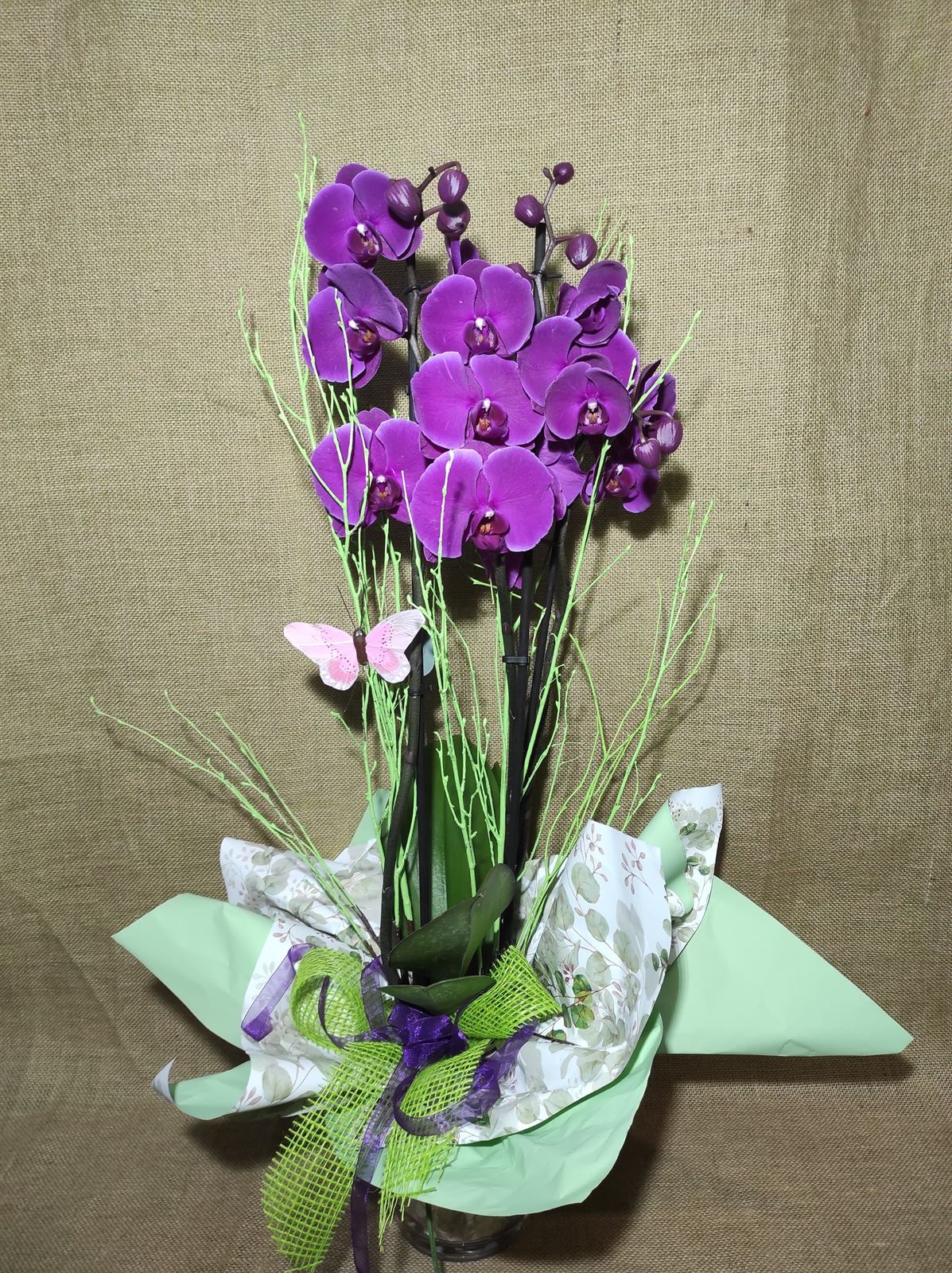 Phalaenopsis distintos colores - Imagen 5