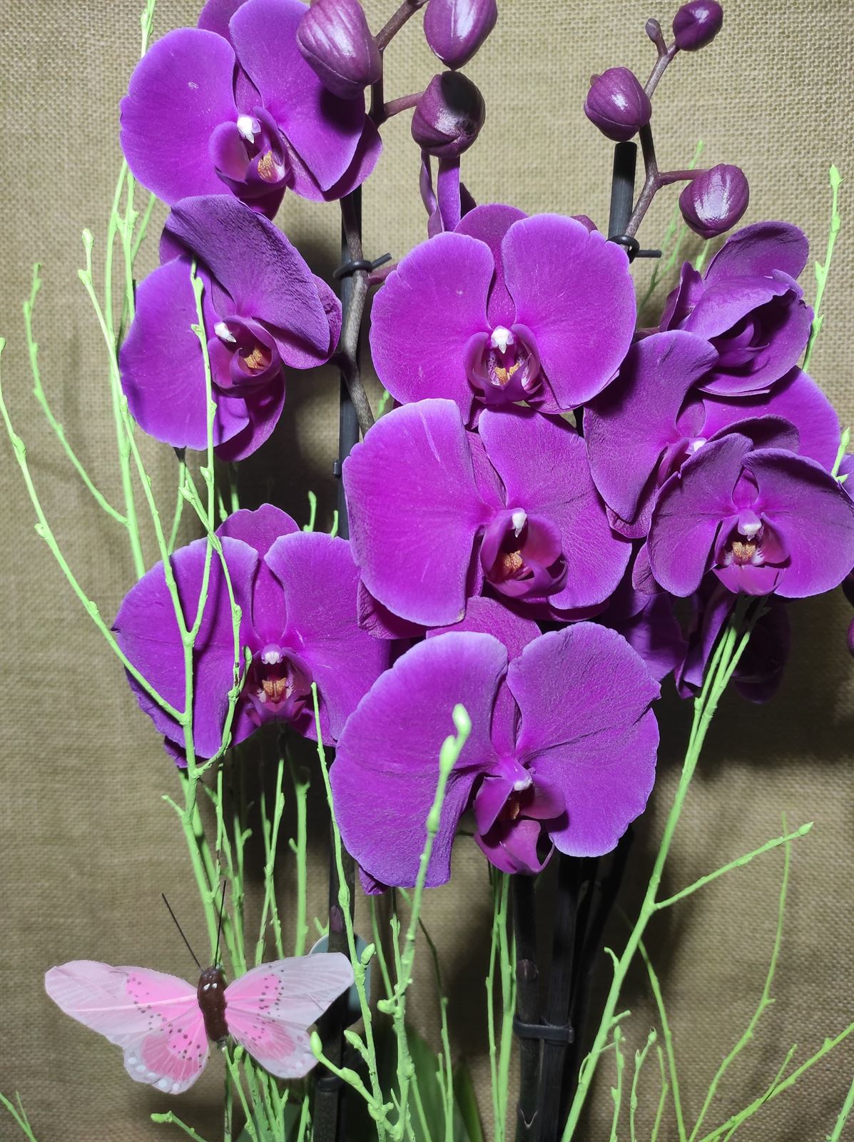 Phalaenopsis distintos colores - Imagen 6