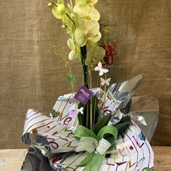 Phalaenopsis en tonos amarillos - Imagen 1