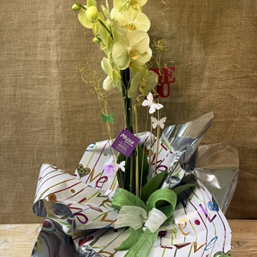 Phalaenopsis en tonos amarillos - Imagen 1