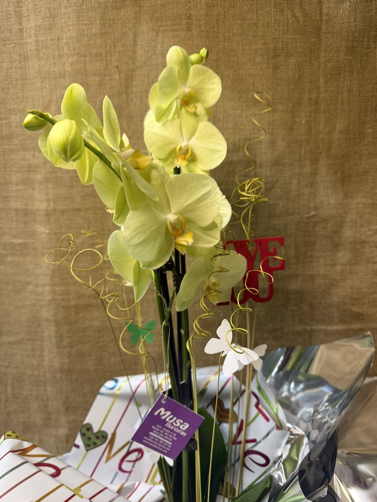 Phalaenopsis en tonos amarillos - Imagen 2