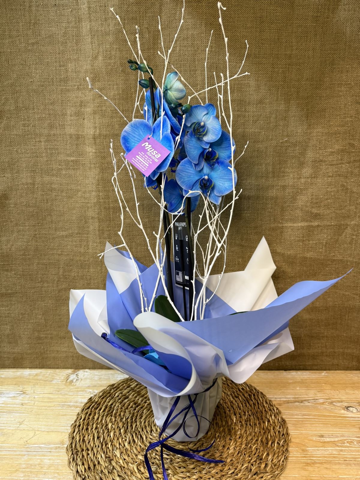 Phalaenopsis en tonos azul - Imagen 1