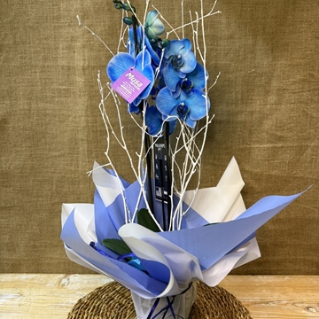 Phalaenopsis en tonos azul - Imagen 1